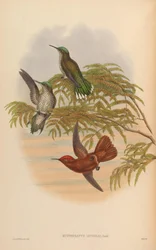 Eustephanus leyboldi = Sephanoides fernandensis leyboldi